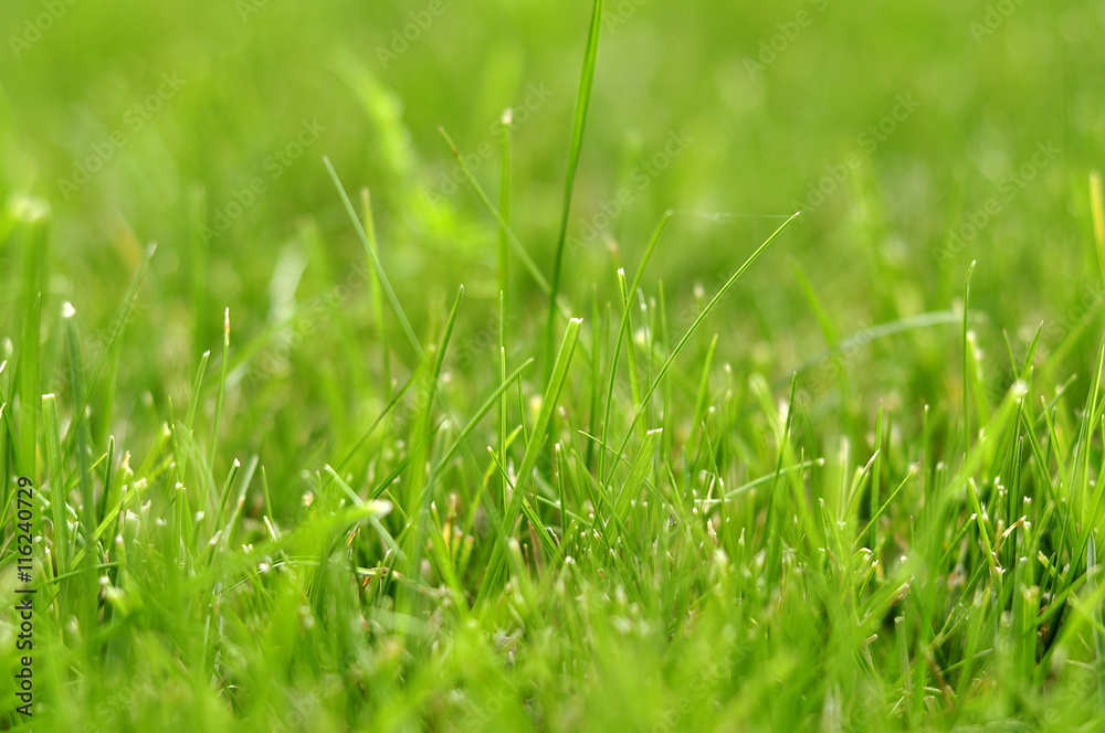 Photo grass, grass background, grass in sunlight, part of the me Photo grass, grass background, grass in sunlight, part of the me