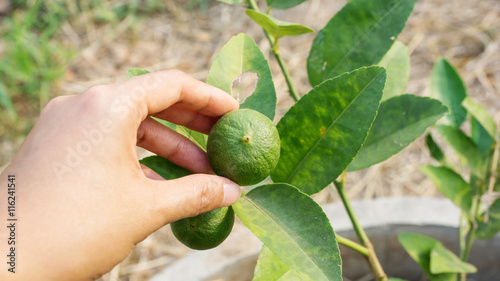 Limes plant in the vegetable garden.