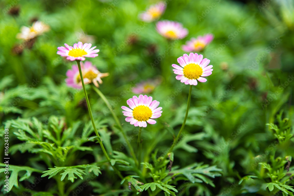 Cultivated camomile flowers in garden. Cultivated camomile flowers in garden.