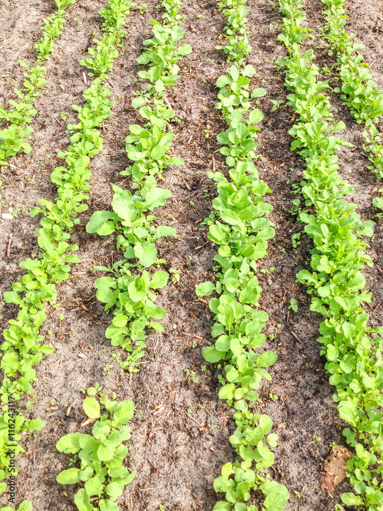 Radish plants. Radish plants.