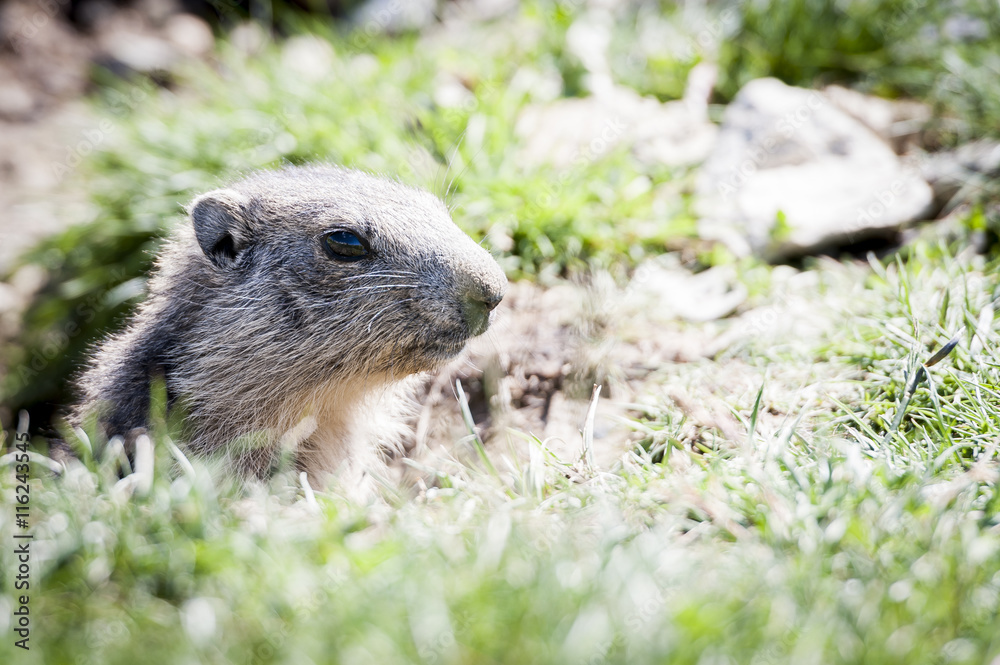 Naklejka premium Marmotte