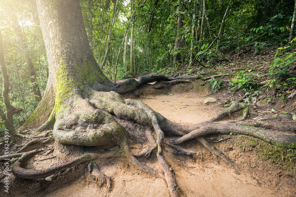 Trunk and root of big tree on sloping land Trunk and root of big tree on sloping land