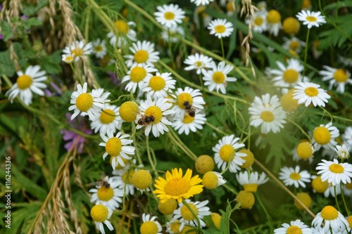 Wiese mit weißen und Gelben Blumen