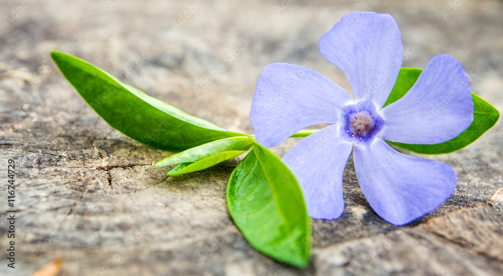 Obraz premium violet flower with green leaf