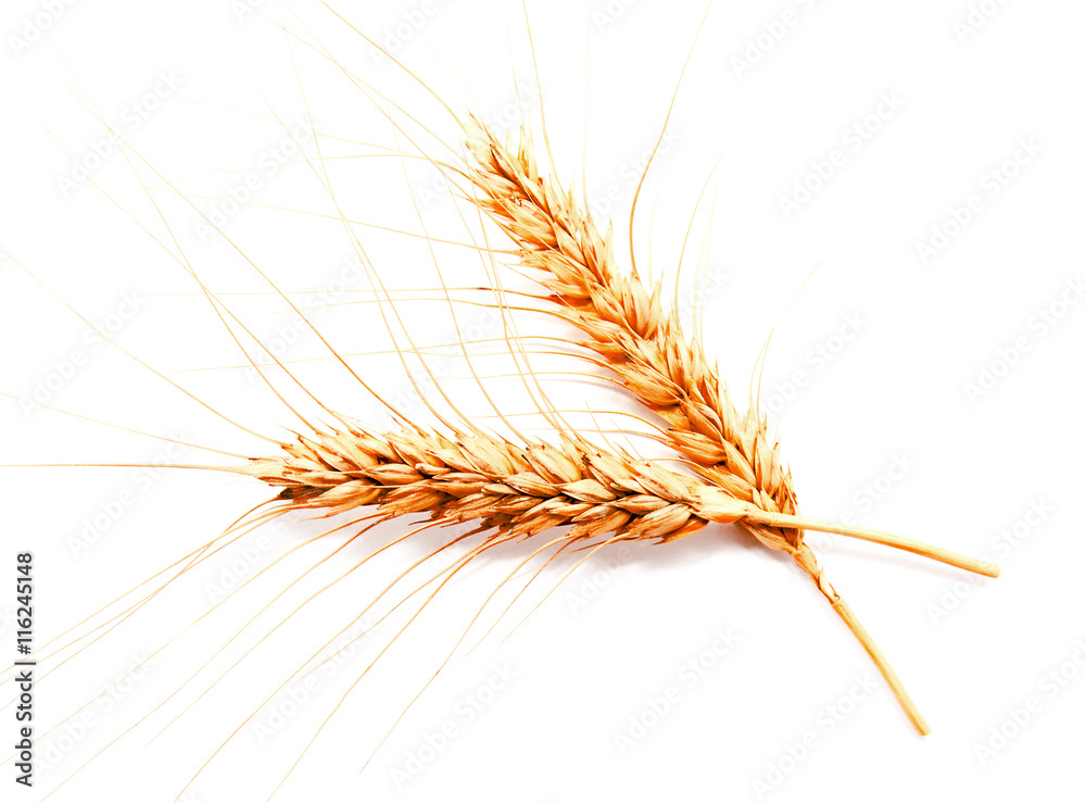 Obraz premium Wheat ears isolated on a white background