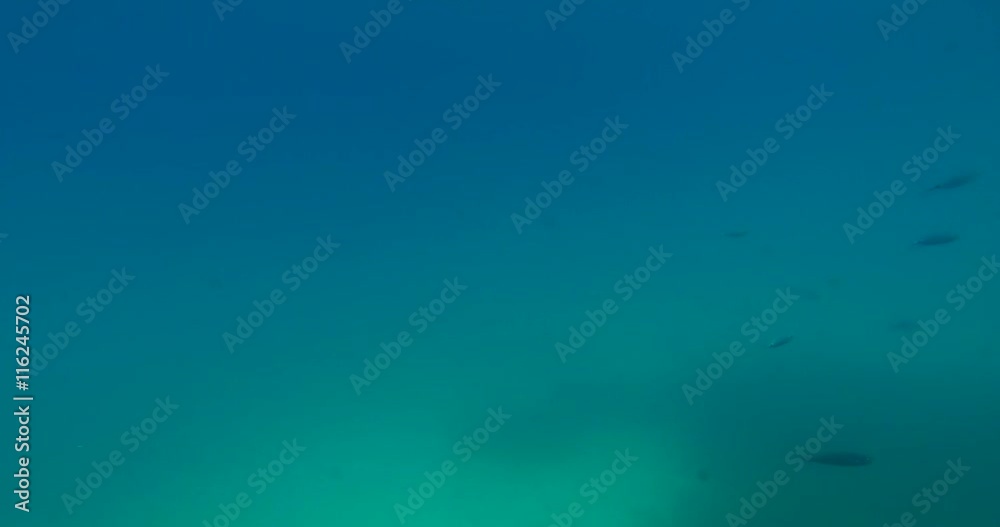 Fishes swimming under water. Fishes swimming under water.