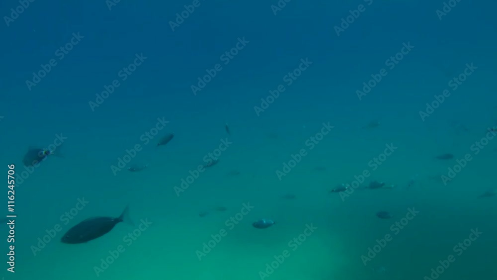 Fishes swimming under water. Fishes swimming under water.