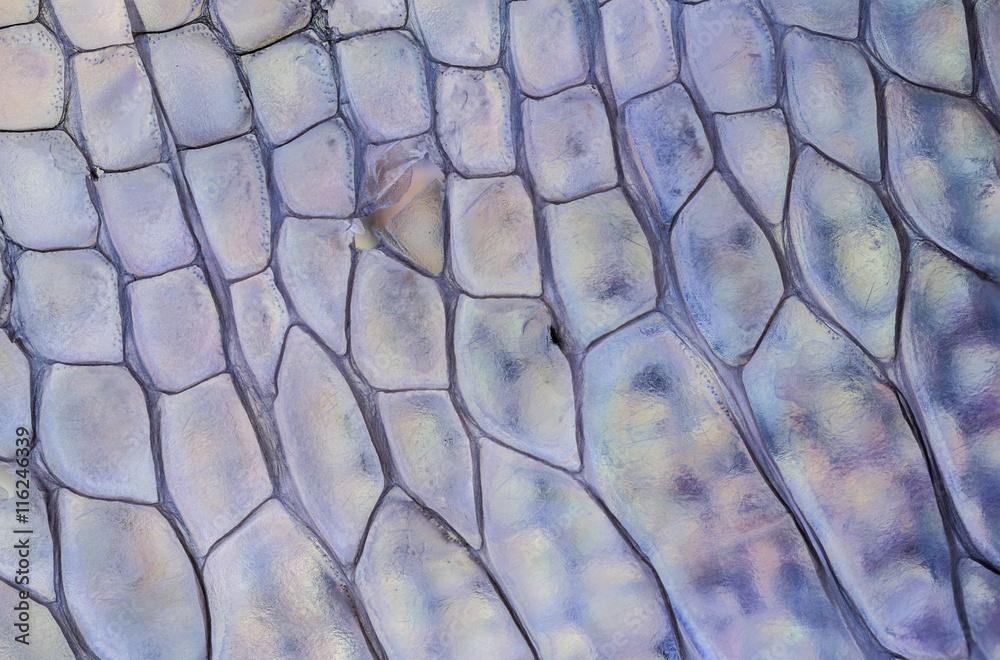 Fototapeta premium macro, detail of lizard skin (gecko, Phelsuma madagascariensis)