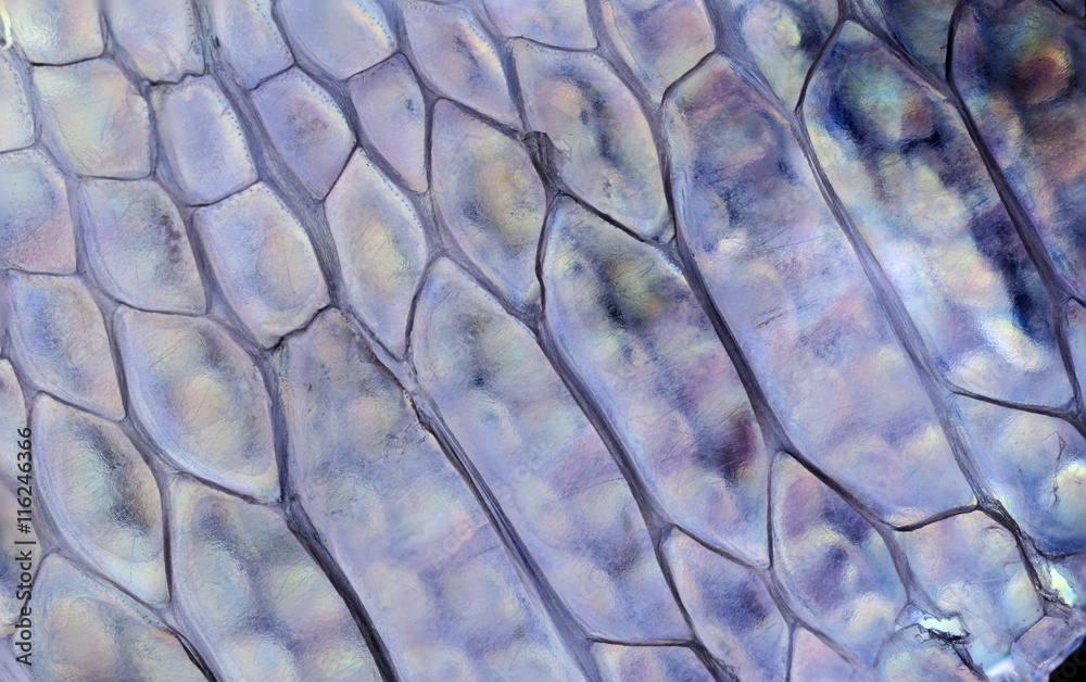 Fototapeta premium macro, detail of lizard skin (gecko, Phelsuma madagascariensis)