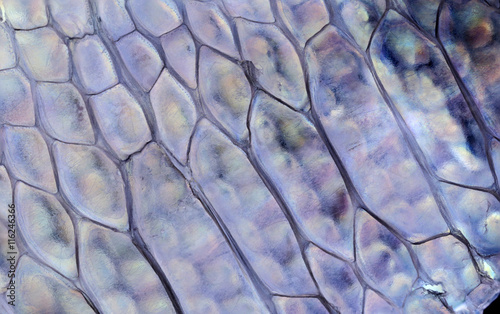 macro, detail of lizard skin (gecko, Phelsuma madagascariensis)