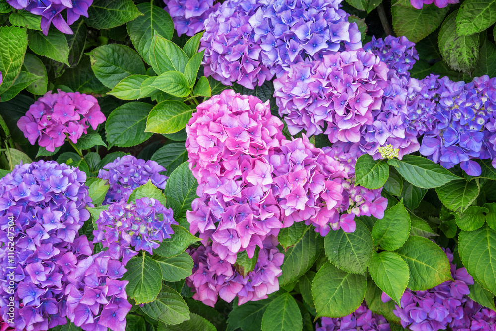 Pink and blue hydrangea flowerbed in a garden Pink and blue hydrangea flowerbed in a garden