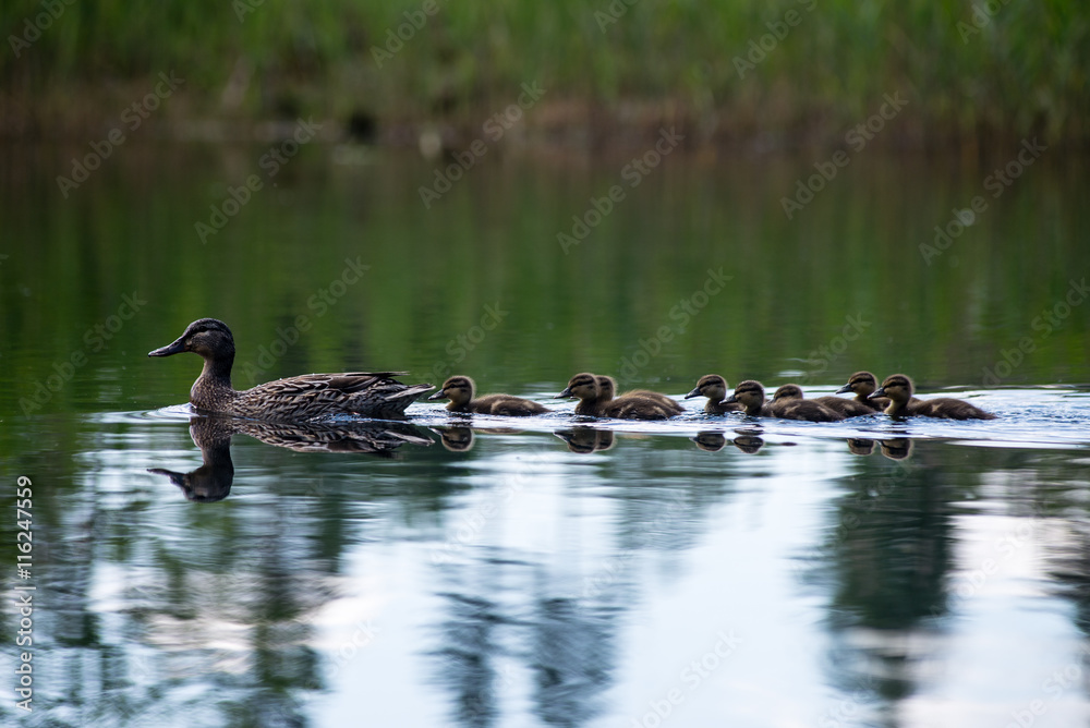 duck with the ducklings first time in the water duck with the ducklings first time in the water