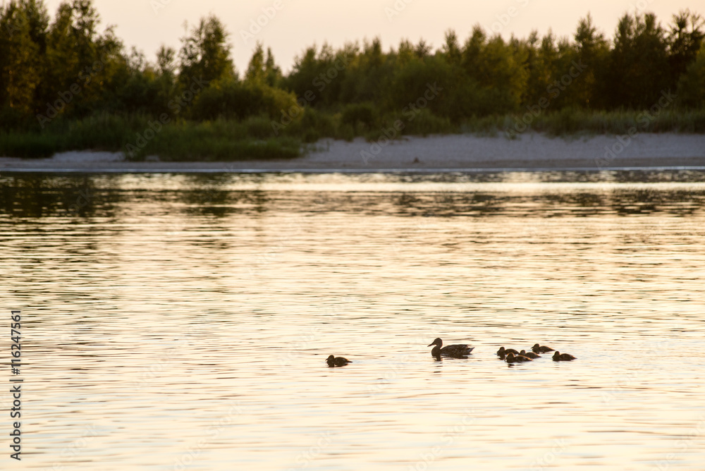 duck with the ducklings first time in the water duck with the ducklings first time in the water