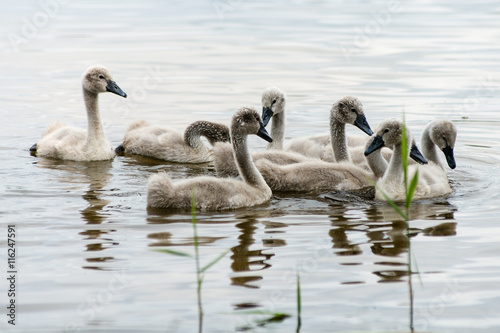 swan and cygnets first time in the water