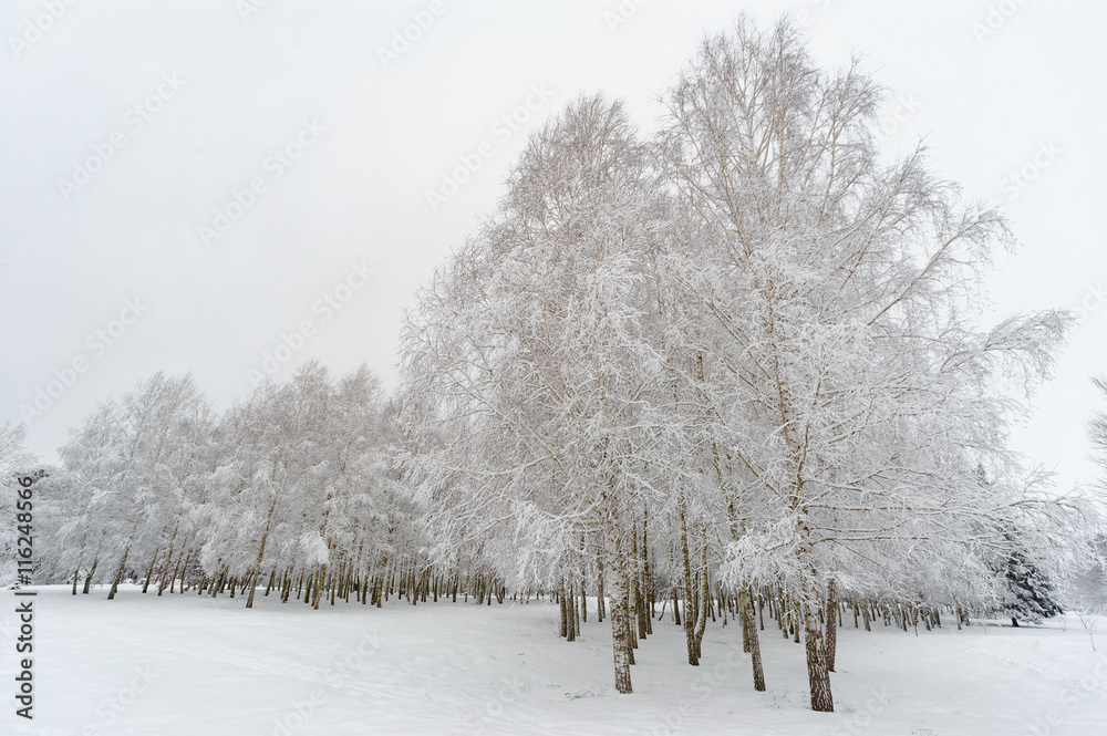 Obraz premium Birch trees under snow
