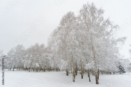 Birch trees under snow