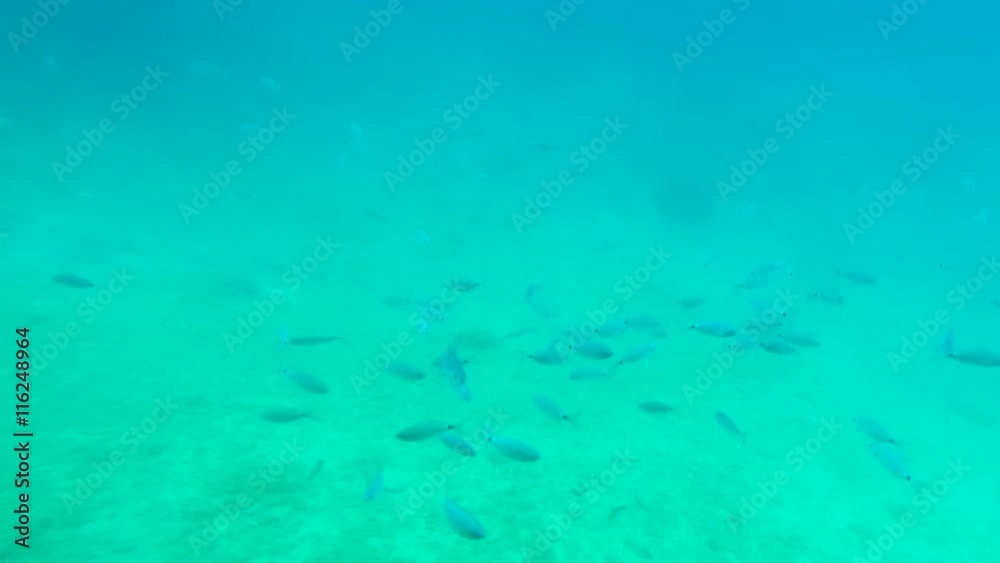Fishes swimming in sea water. Real sea, not aquarium. Fishes swimming in sea water. Real sea, not aquarium.