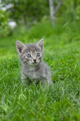 A scared kittens sitting in green grass