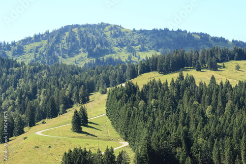 Weg durch die Tannen in den Bergen