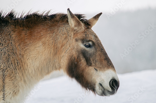 Wild horse outdoor, winter landscape