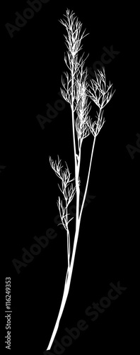 white illustration with isolated young dill