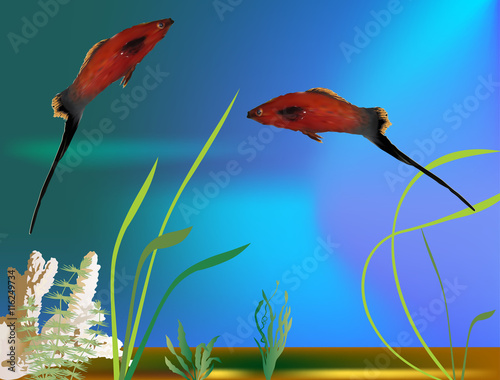 two red platyfishes in aquarium