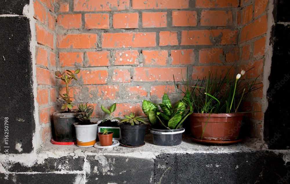 Green decorative plant near cement wall, rustic home interior decor with copy space. Green decorative plant near cement wall, rustic home interior decor with copy space.
