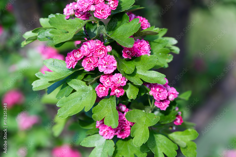 Close up photo of pink flowers in blossom on green tree in spring, shallow focus