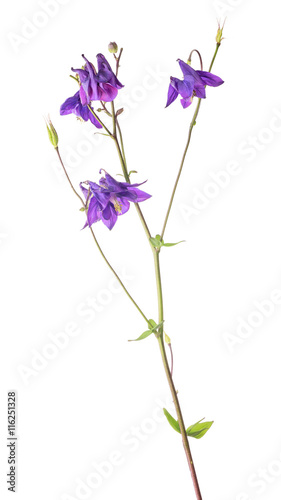 isolated dark lilac garden flower