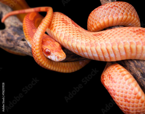 Corn snake wrapped around an old branch