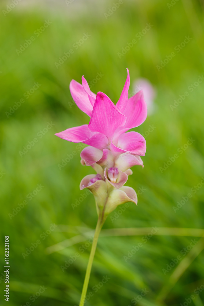 Beautiful soft pink white flower ( Zingiberaceae ) Beautiful soft pink white flower ( Zingiberaceae )