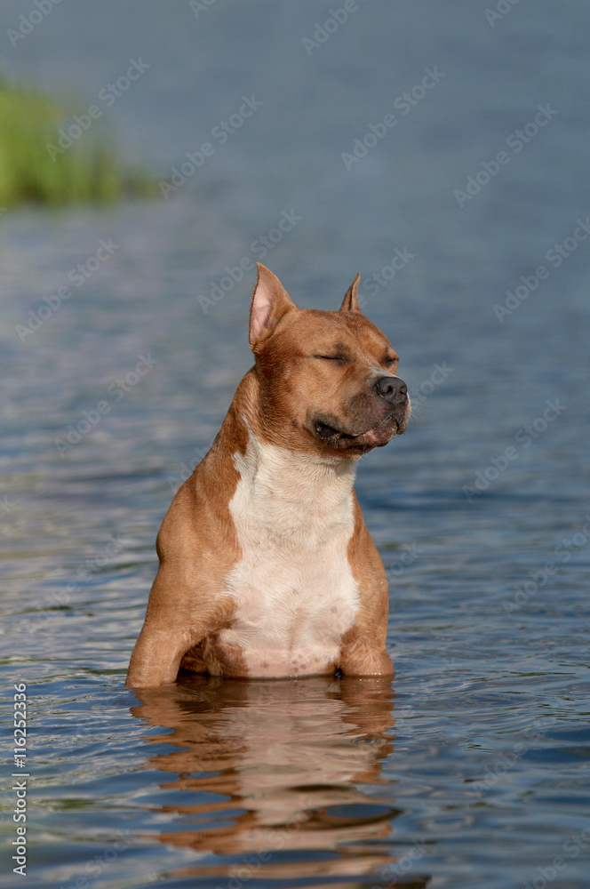 The American Staffordshire is cooling down in the small river