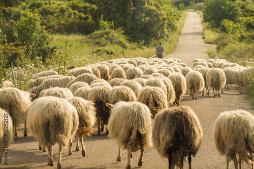 Sardegna, gregge di pecore al pascolo  photo