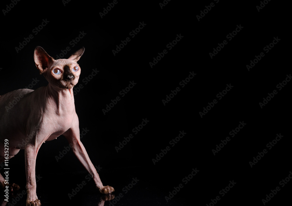  sphynx cat