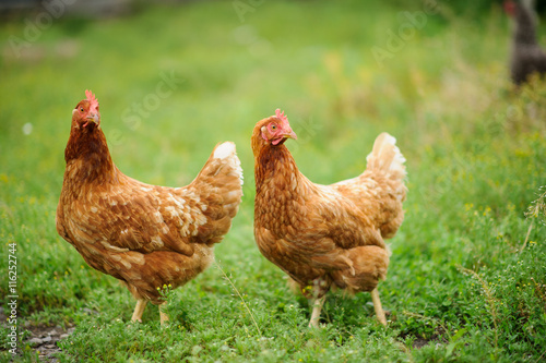 hen