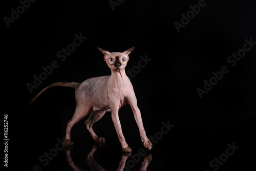  sphynx cat