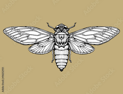 Beetle deer. Horned Beetle. Big. Insect. Set. Line art. Black and white drawing by hand. Graphic arts. Doodle. Tattoo. Lucanus cervus.