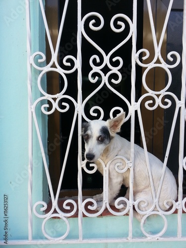 Canvas Print Cute and funny dog in Havana city, Cuba