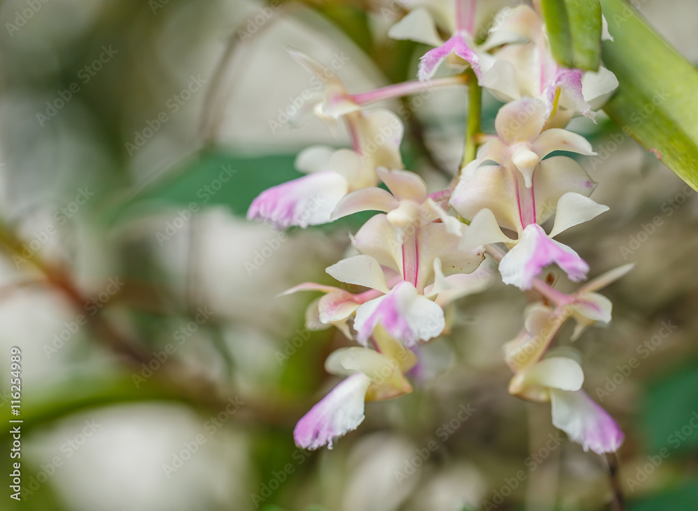 Orchid Thai in garden