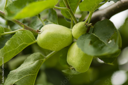Green fruit apples on the tree.