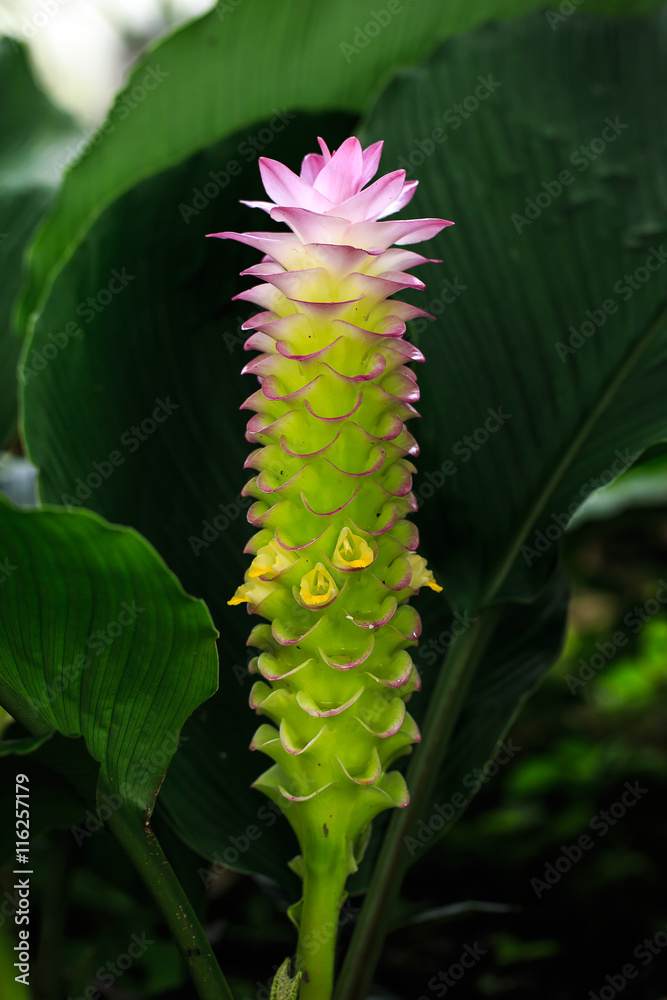 Fototapeta premium siam tulip flower or Patumma in garden