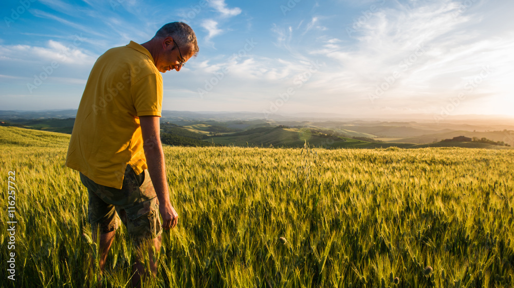 Fototapeta premium Man in a wheat field