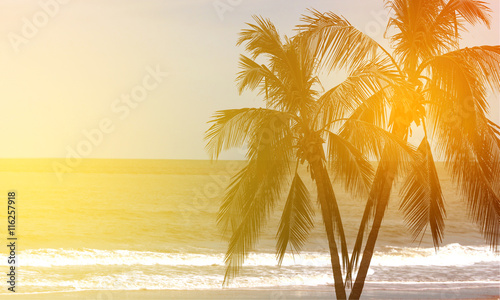 Fototapeta Naklejka Na Ścianę i Meble -  Coconut palm trees at sunset in background