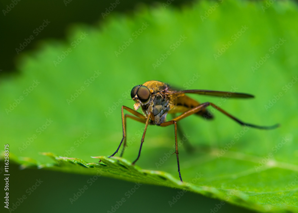Fly Fly