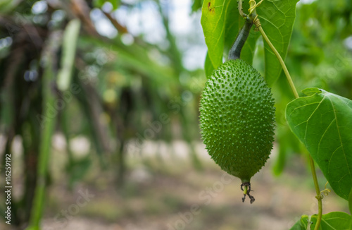 Gac fruit, Baby Jackfruit, Sweet Grourd or Cochinchin Gourd photo