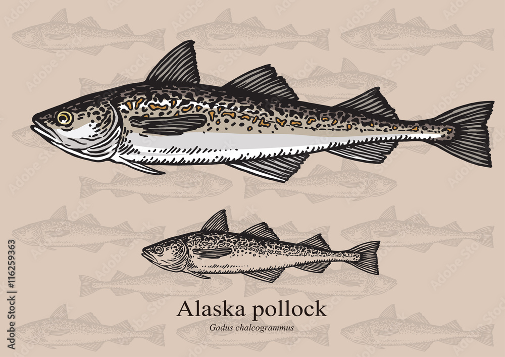 Fototapeta premium Alaska pollock fish. Vector illustration for web, education examples, graphic and packaging design. Suitable for patterns and artwork in small sizes.
