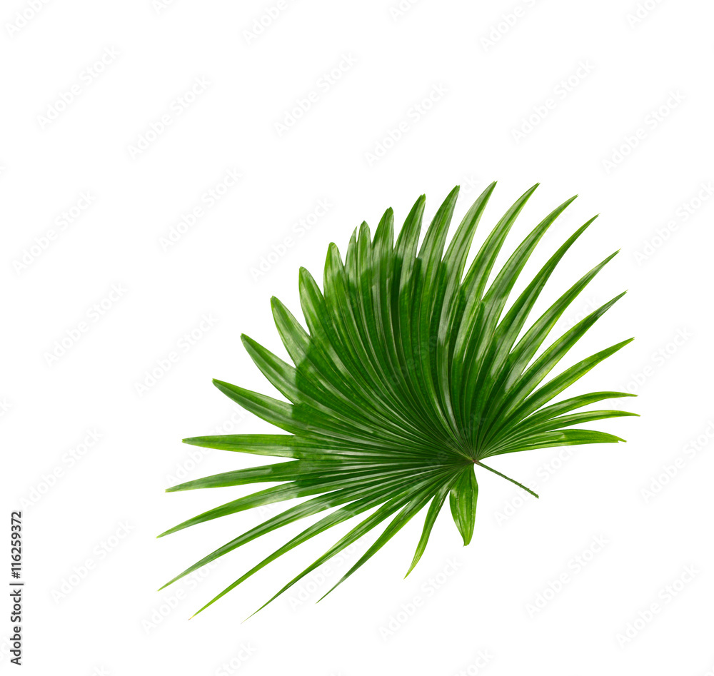 Fototapeta premium Green leaf of palm tree background