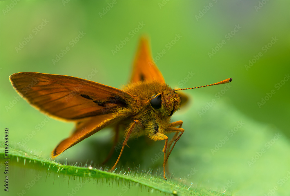 Papillon StockFoto Adobe Stock