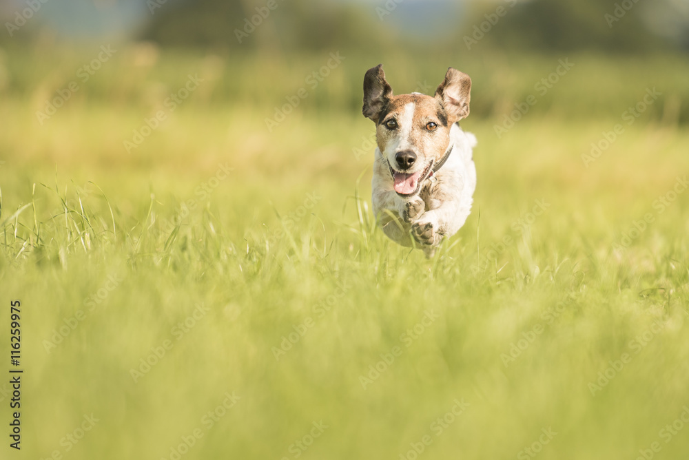 dog running across the meadow - Jack Russell Terrier