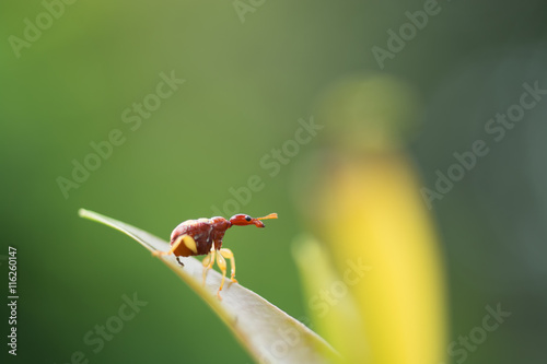 Trachelophorus giraffa (Thailand specie) ,Beetle bug perching on photo